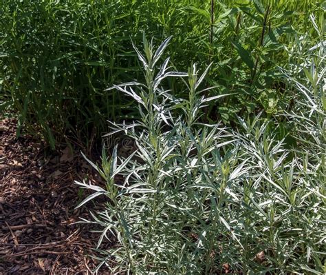 artemisia ludovicianai wormwood.